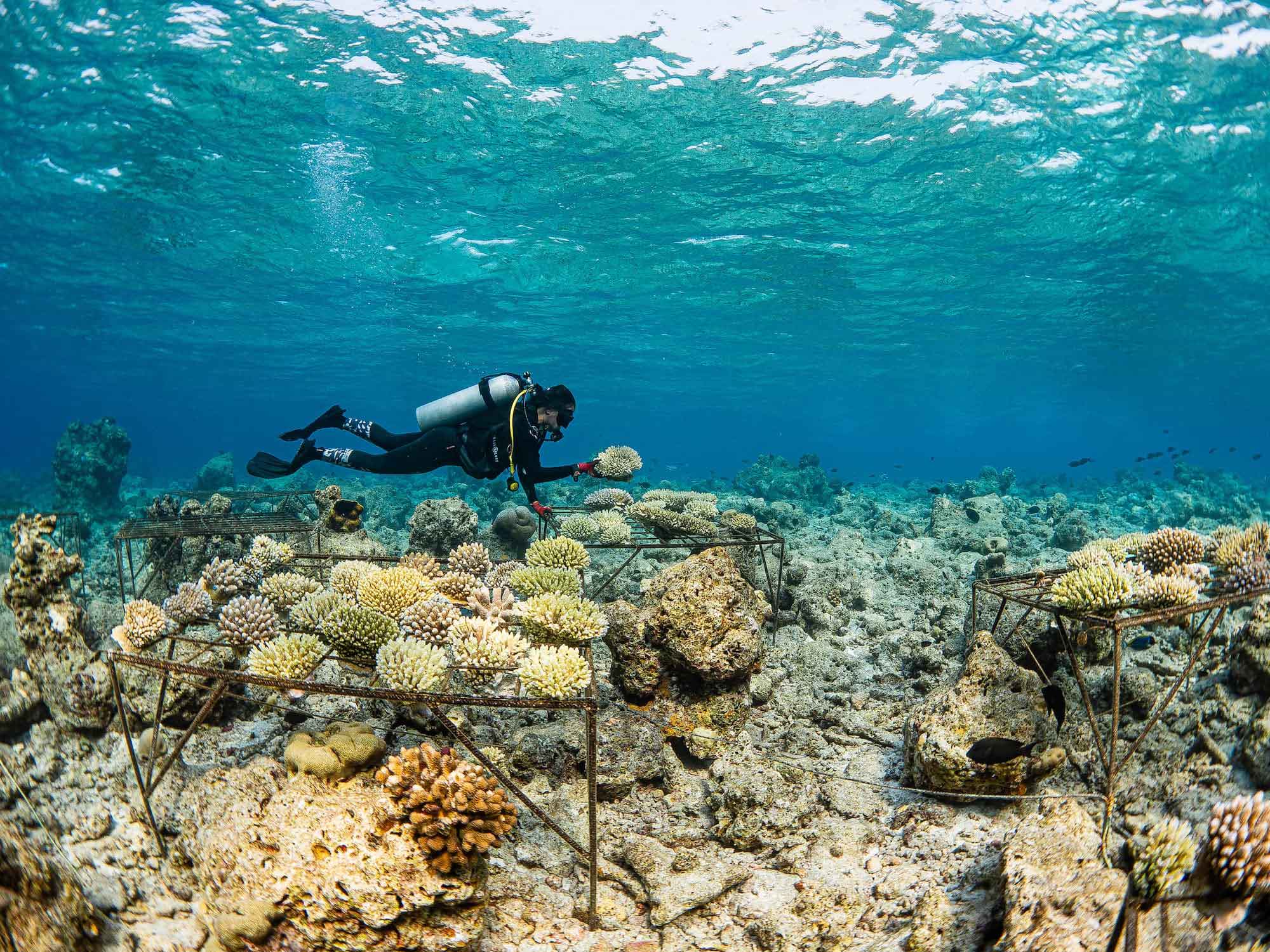 Diver checking condition of sea plants