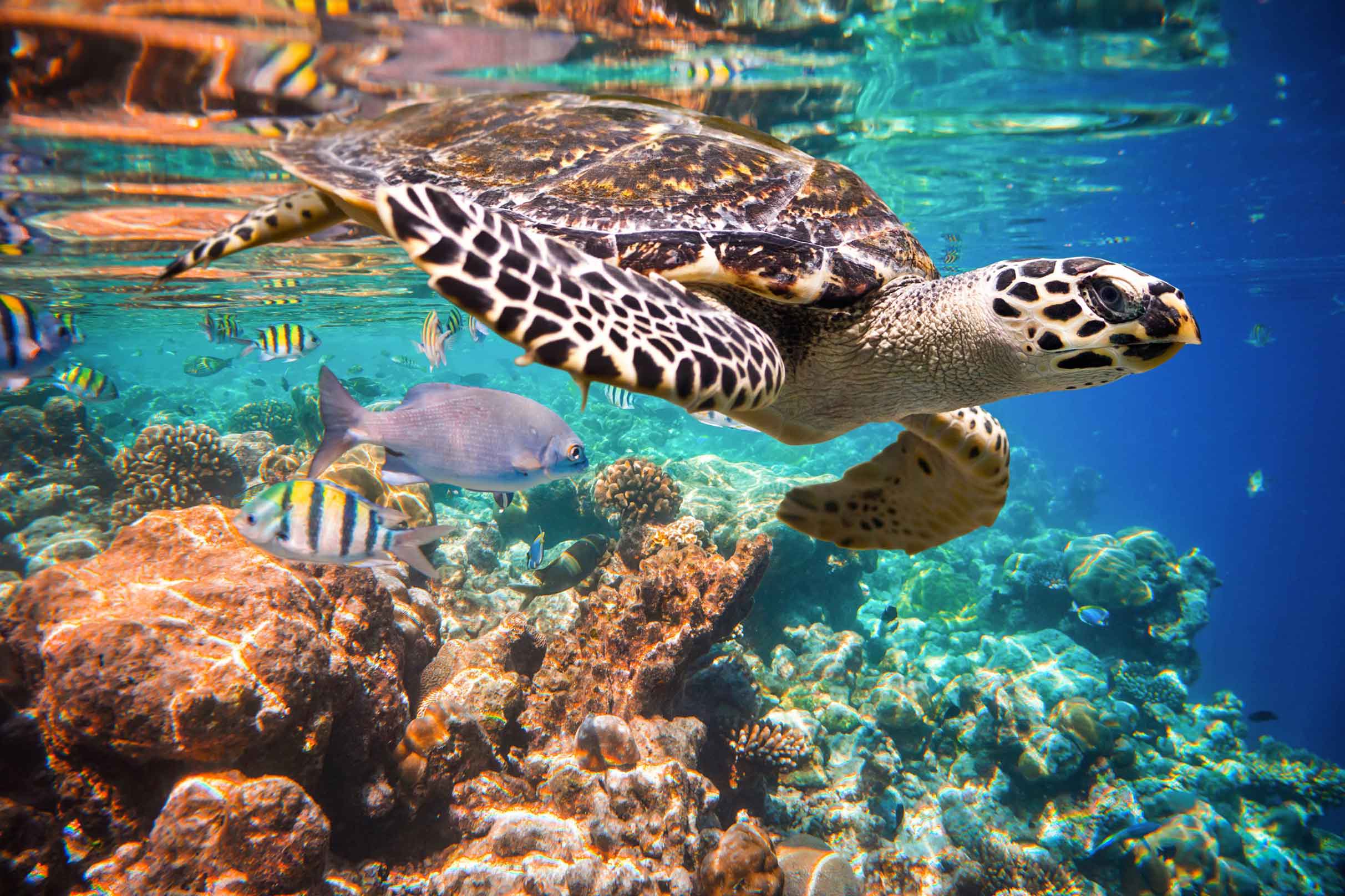 Marine life view along with sea turtle