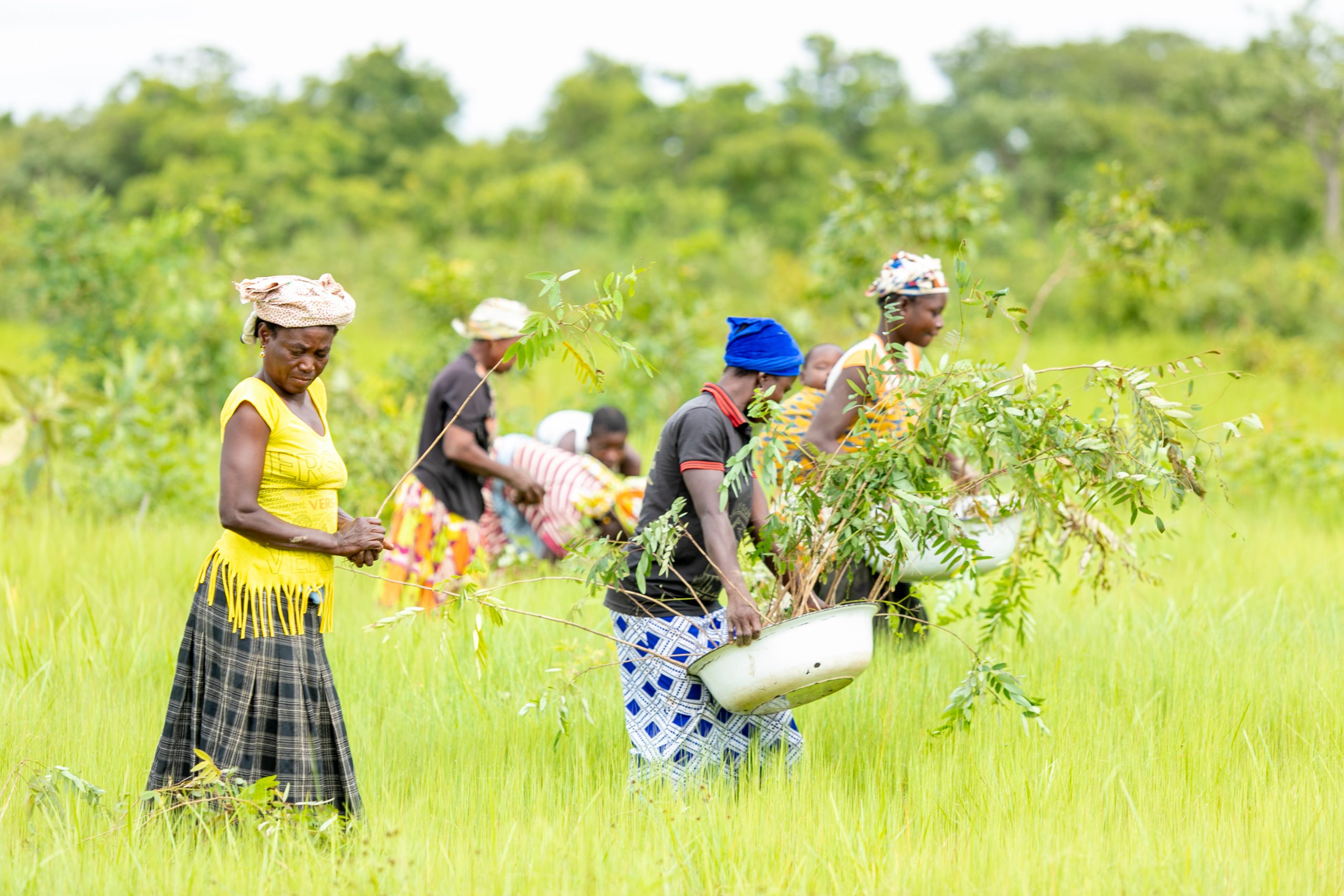 TreeAid's Gmabaye Fusheini on left planting Kapok and Cassia tree saplings that will protect the Daka River - Kamborido, Yendi, Ghana